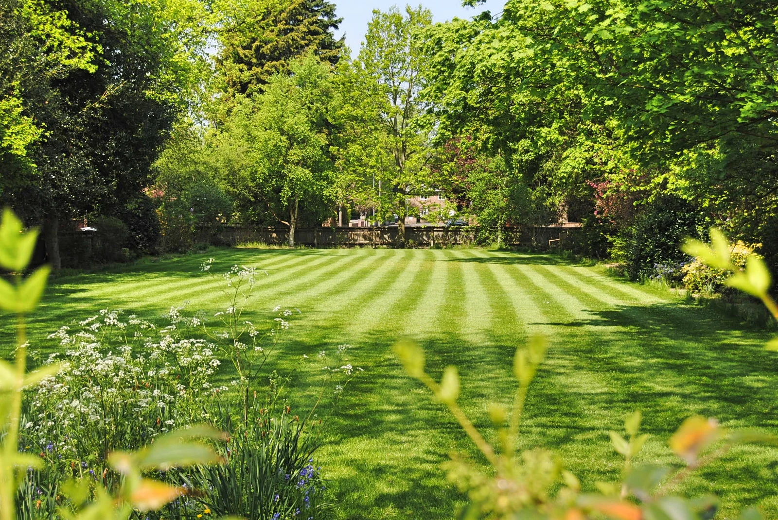 Lush backyard lawn with clean mowing stripes